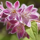 Deutzia perle rose