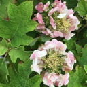 Hydrangea quercifolia "Ruby"slippers