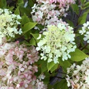 Hydrangea paniculata fire light tidbit