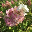 Hydrangea berry white (Paniculata)