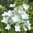 Hydrangea Burgundy lace (paniculata)