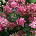 Hydrangea fire light (paniculata)