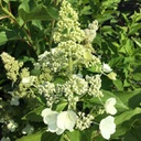 Hydrangea kyushus (paniculata)