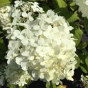 Hydrangea phantom (paniculata)