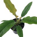 Philodendron narrow escape