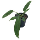 [philosqua4] Philodendron squamiferum