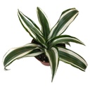 Dracaena white jewel