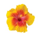 Hibiscus rosa-sinensis (jaune) (10" sur tige)