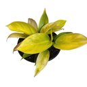 Philodendron Melonii Gold