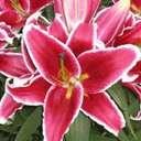 Lilium Sunny after eight (oriental) (1 gallon)