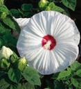 [1HIBLWHI02] Hibiscus Luna White (1 gallon)