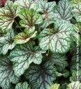 [1HEUGREE01] Heuchera Green Spice