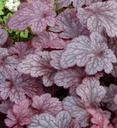 [1HEUPLUM01] Heuchera Plum Pudding