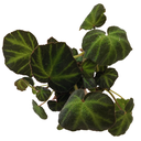 Begonia soli mutata