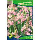 Bulbes : Jacinthe - Hispanica Pink - Hyacinthoide