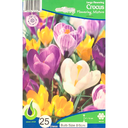 Bulbes : Crocus - Flowering Mixture - Large Flowering