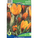 Bulbes : Crocus - Orange Monarch - Olivieri