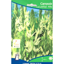 Bulbes : Camassia - Leichtlinii Alba