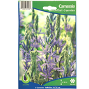 Bulbes : Camassia - Leichtlinii Caerulea