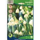 Bulbes : Leucojum - Aestivum