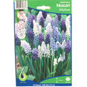 Bulbes : Muscari - Mixture - Mixed Colors