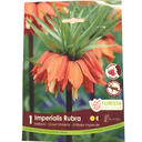 Bulbes :  Fritillaria - Impérialis Rubra - Crown Imperial