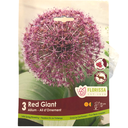 Bulbes : Allium - Red Giant - Ail d'ornement