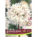 Bulbes : Allium - Graceful Beauty - Ail d'ornement