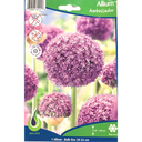 Bulbes : Allium - Ambassador