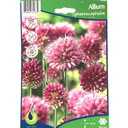 Bulbes : Allium - Sphaerocephalon
