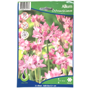 Bulbes : Allium - Ostrowskianum