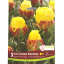 Bulbes : Tulipe - Ice Cream Banana - Double Paeonia