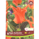 Bulbes : Tulipe - Rigas Barikades - Fosteriana