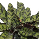 Calathea lancifolia (4 pouces)