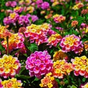 [LANTESPEROSE5] Lantana Esperanta