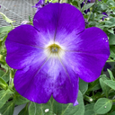 [PETUBLUE5] Petunia Bluerific