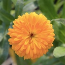 [CALECHEETANG4] Calendula Cheers