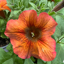 [PETUSUPECANN5] Petunia Petchoa Supercal Premium (Cinnamon)