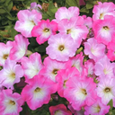 [PETUOPERROSEPACK] Petunia Opera Supreme (Pink morn)