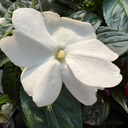 [IMPANOUVCOLOBLAN4] Impatiens Nouvelle-Guinee Color Power (White)