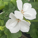 [GERAELANBLAN4] Geranium Elanos (White, 4 pouces)