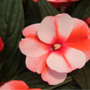 [IMPANOUVHARMBICO4] Impatiens Nouvelle-Guinee Harmony (Bicolor red)