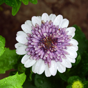 [OSTE4DBERRY4] Osteospermum 4D (Berry white)