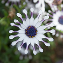 [OSTEFLOWBLAN4] Osteospermum Flower Power Araignée (White, 4 pouces)