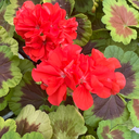 [GERABROCOCCO4] Geranium Brocade (Occold Shield)