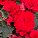 [BEGOSOLEROUG4] Begonia Solenia (Rouge, 4 pouces)