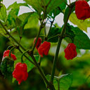 [PIMECAROROUG4.5] Piment Carolina Reaper