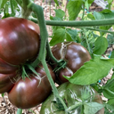 [TOMACHERMAUV4.5] Tomate Cherokee