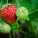 [FRAISUMMROSE20] Balconniere Fraise Summer Breeze