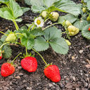 [FRAIBERRBASK4.5] Fraise Berry Basket